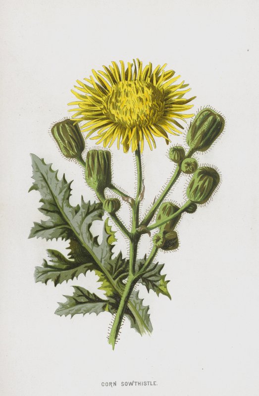 Osamělka kukuřičná (chromolitho) od Frederick Edward Hulme