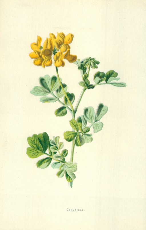 Koruna od Frederick Edward Hulme