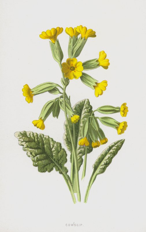 Klínovec (chromolitho) od Frederick Edward Hulme
