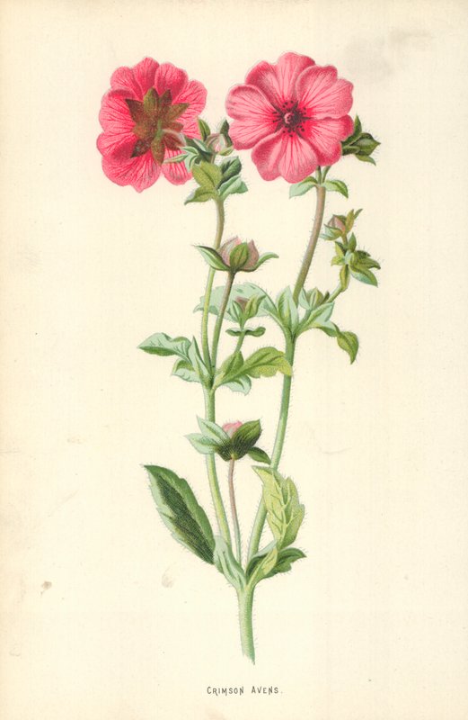 Crimson Avens od Frederick Edward Hulme
