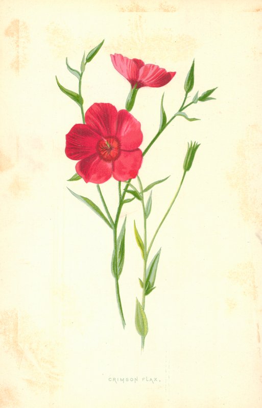 Karmínový len od Frederick Edward Hulme