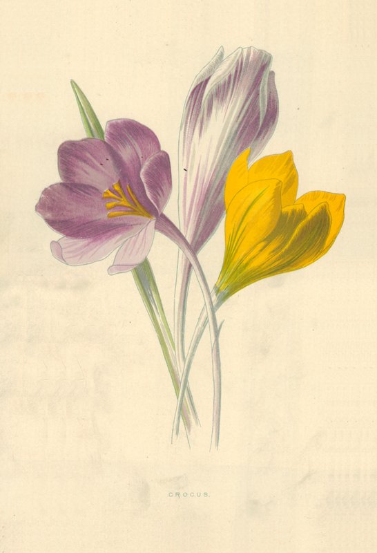 Crocus od Frederick Edward Hulme