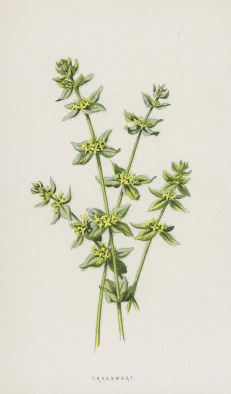 Křížatka (chromolitho) od Frederick Edward Hulme