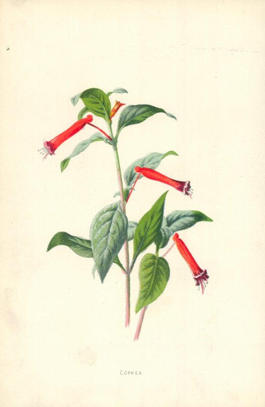 Cuphea od Frederick Edward Hulme