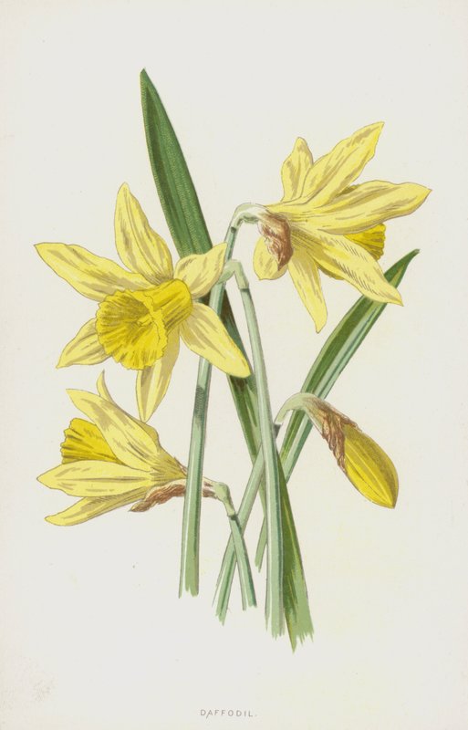 narcis (chromolitho) od Frederick Edward Hulme