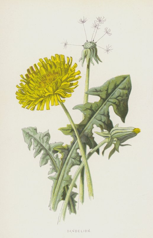 pampeliška (chromolitho) od Frederick Edward Hulme