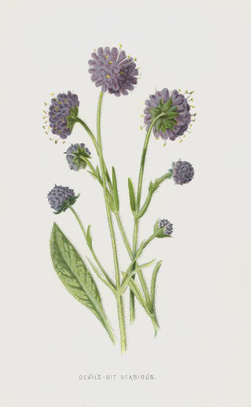 Devils-Bit Scabious (chromolitho) od Frederick Edward Hulme