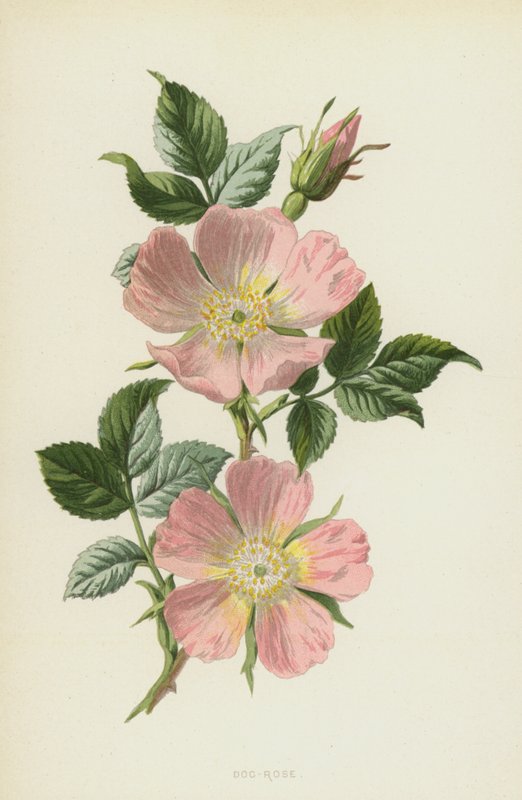Dog-Rose (chromolitho) od Frederick Edward Hulme
