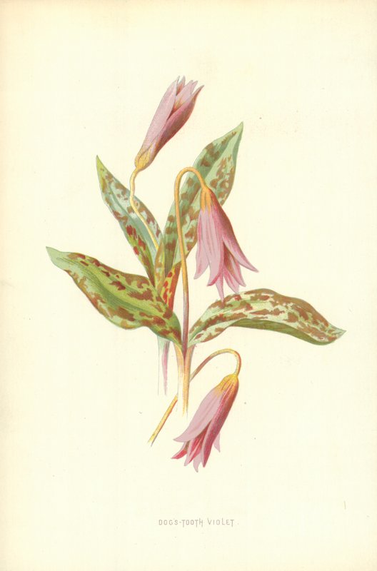 Psí zub fialová od Frederick Edward Hulme