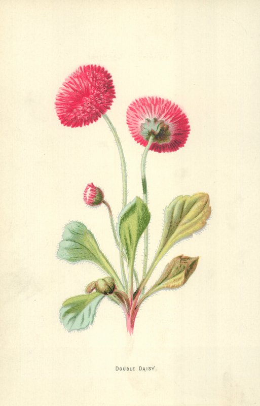 Dvojitá Daisy od Frederick Edward Hulme