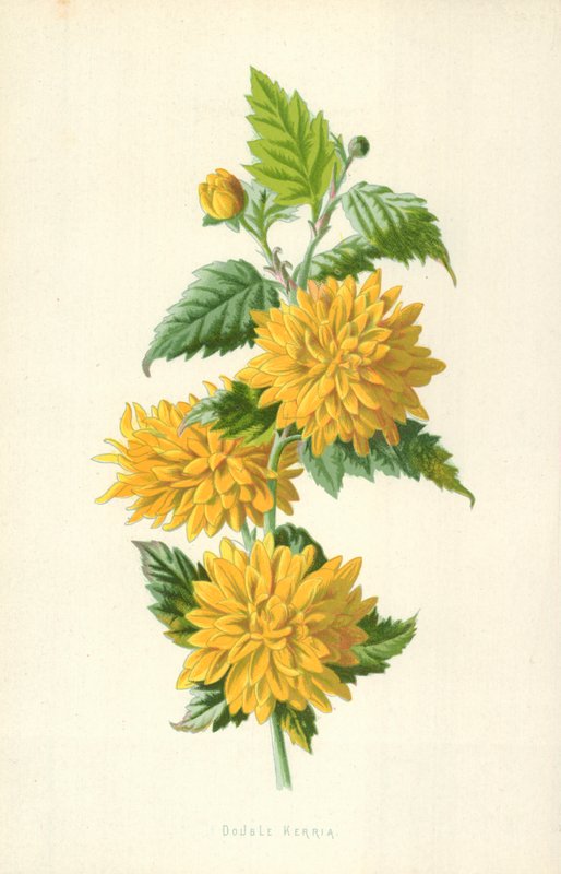 Dvojitá Kerria od Frederick Edward Hulme
