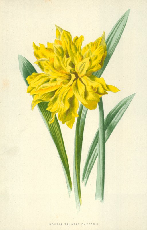 Dvojitá trubka narcis od Frederick Edward Hulme