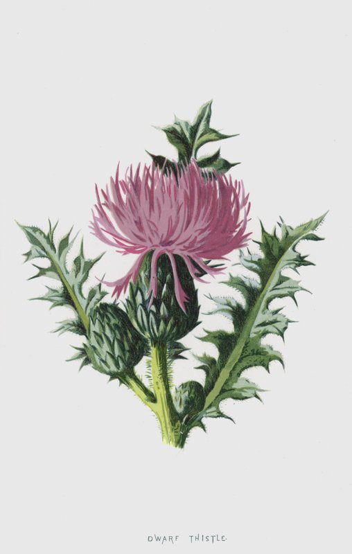 Trpasličí bodlák (chromolitho) od Frederick Edward Hulme