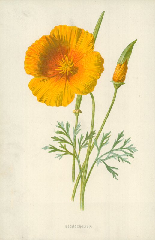Eschscholtzia od Frederick Edward Hulme