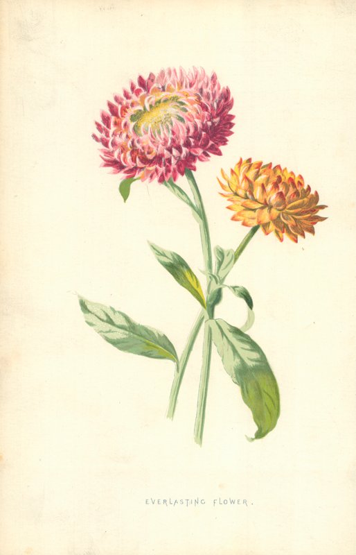 Věčný květ od Frederick Edward Hulme