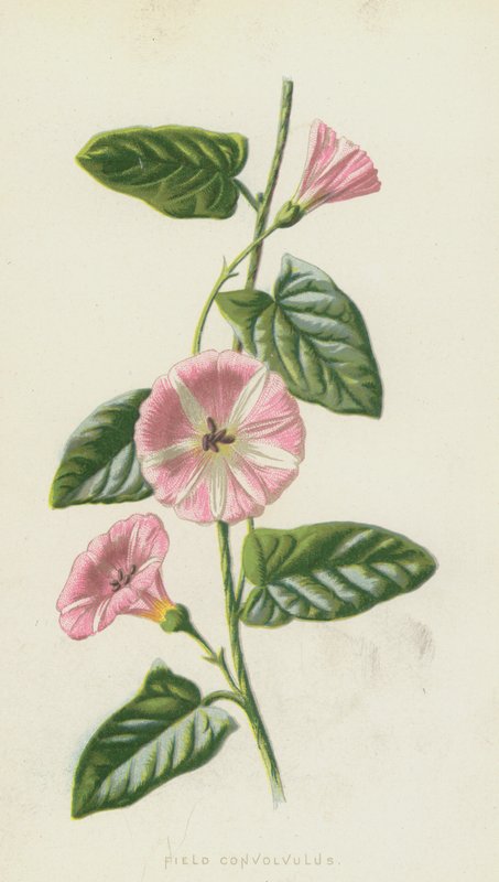 Field Convolvulus (chromolitho) od Frederick Edward Hulme
