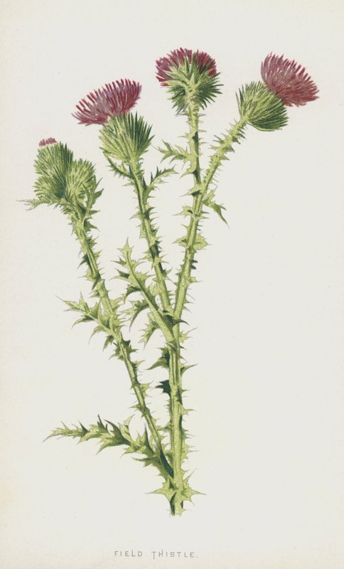 bodlák polní (chromolitho) od Frederick Edward Hulme