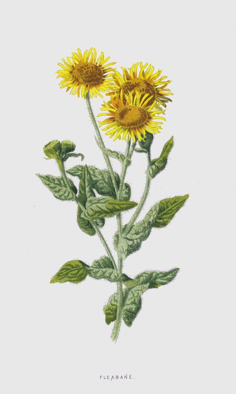 Fleabane (chromolitho) od Frederick Edward Hulme