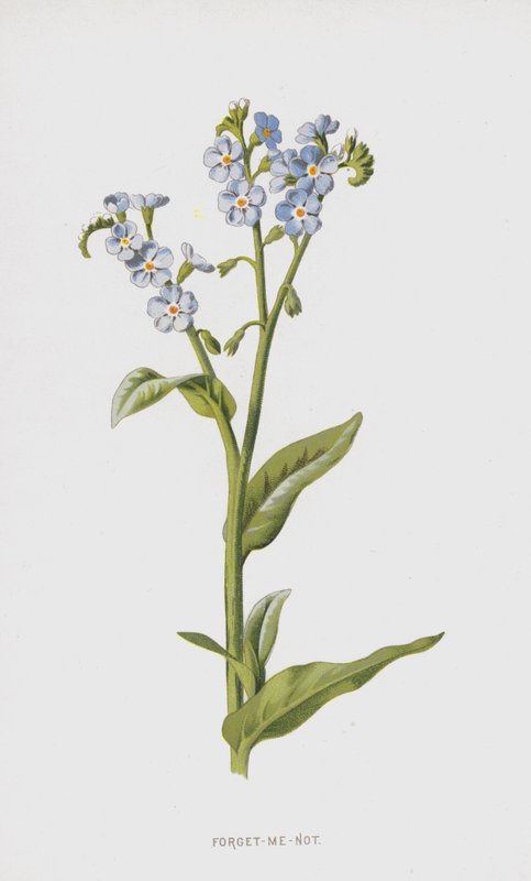 Forget-Me-Not (chromolitho) od Frederick Edward Hulme