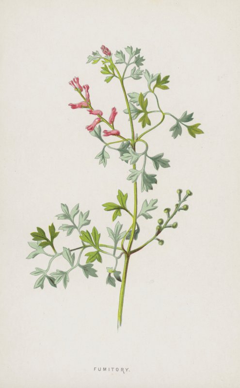 Fumitory (chromolitho) od Frederick Edward Hulme