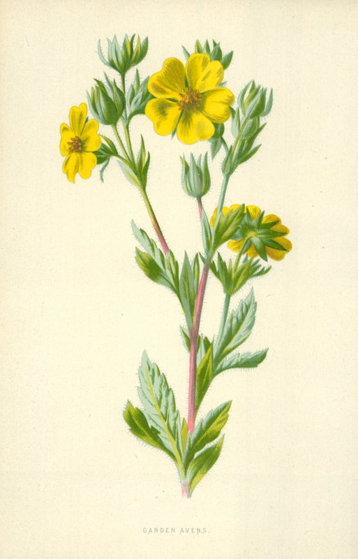 Garden Avens od Frederick Edward Hulme