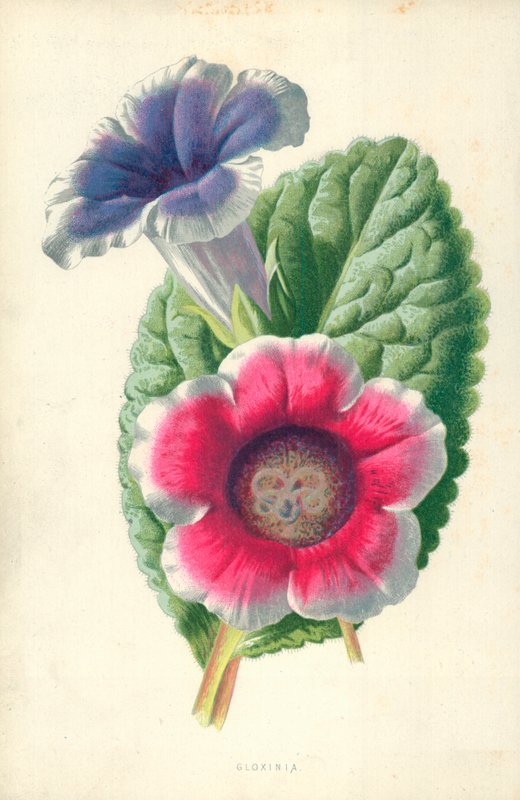 Gloxinie od Frederick Edward Hulme