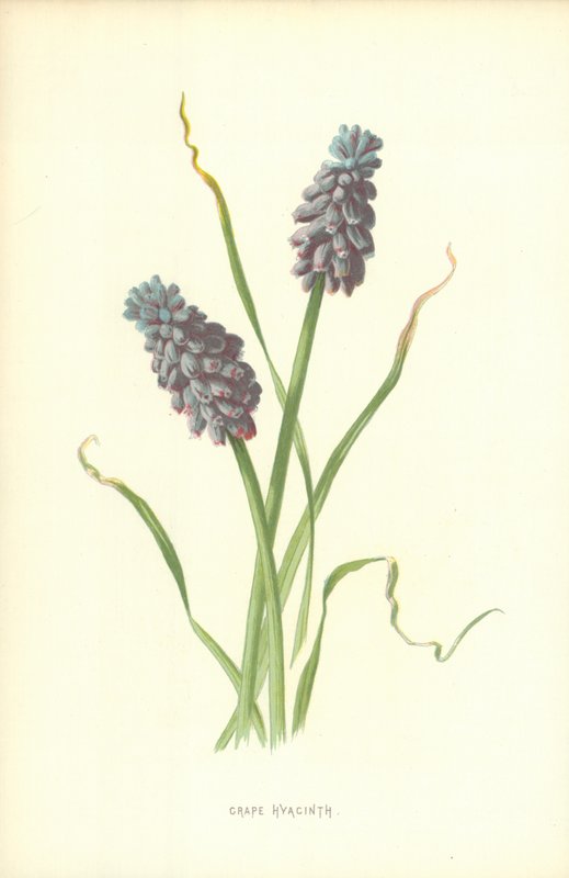 Hroznový hyacint od Frederick Edward Hulme