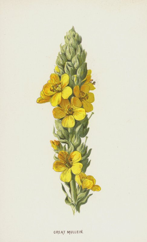 Divizna velká (chromolitho) od Frederick Edward Hulme