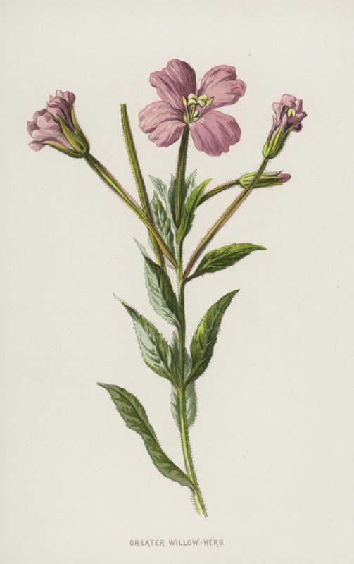 Vrba větší (chromolitho) od Frederick Edward Hulme