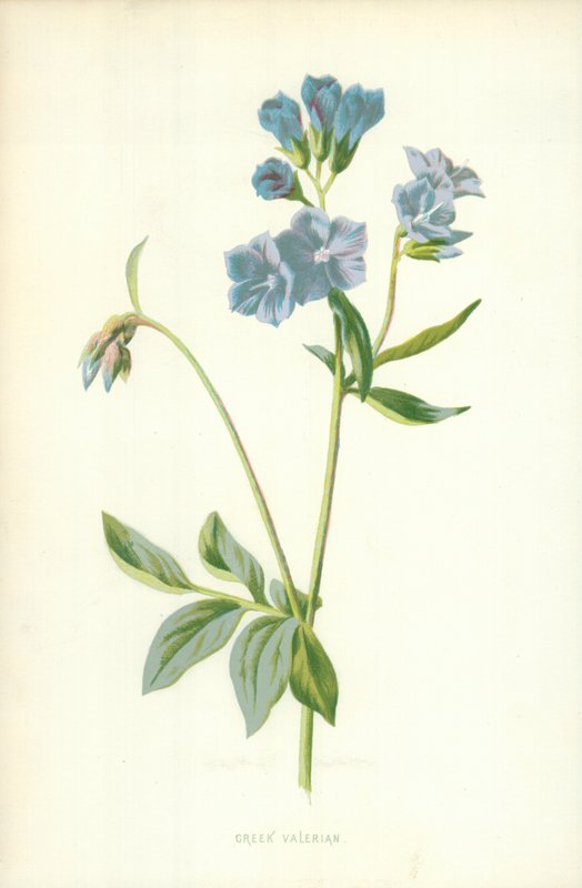 Řecký valerián od Frederick Edward Hulme