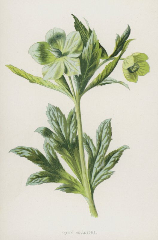 Čemeřice zelená (chromolitho) od Frederick Edward Hulme