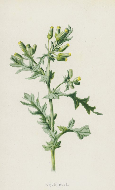 Svízel (chromolitho) od Frederick Edward Hulme