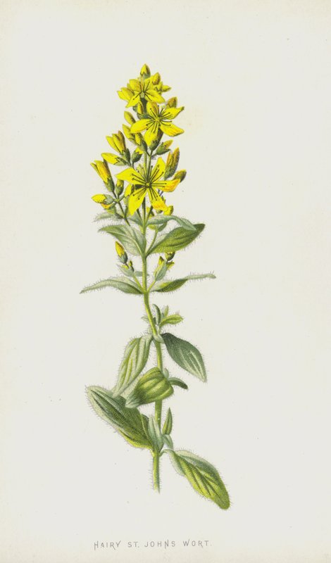 Třezalka chlupatá (chromolitho) od Frederick Edward Hulme