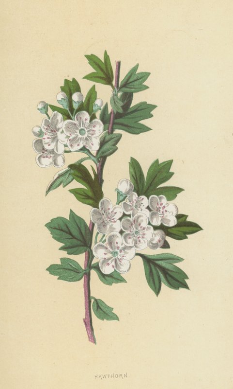 hloh (chromolitho) od Frederick Edward Hulme