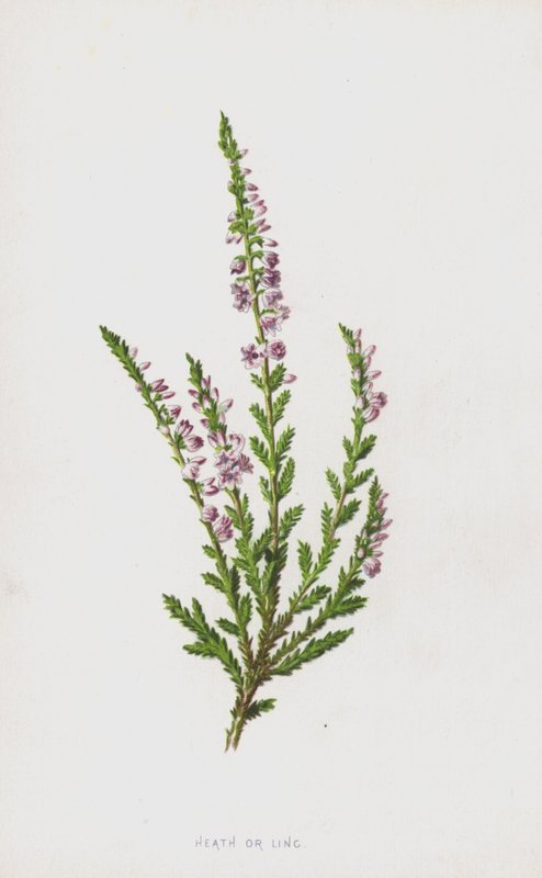 Heath nebo Ming (chromolitho) od Frederick Edward Hulme