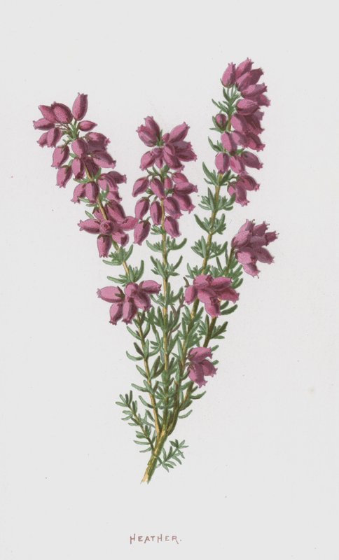 Heather (chromolitho) od Frederick Edward Hulme