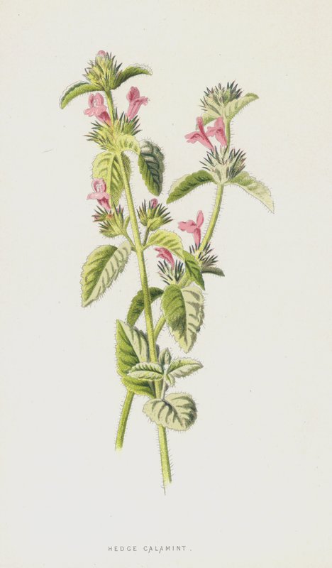 Hedge Calamint (chromolitho) od Frederick Edward Hulme