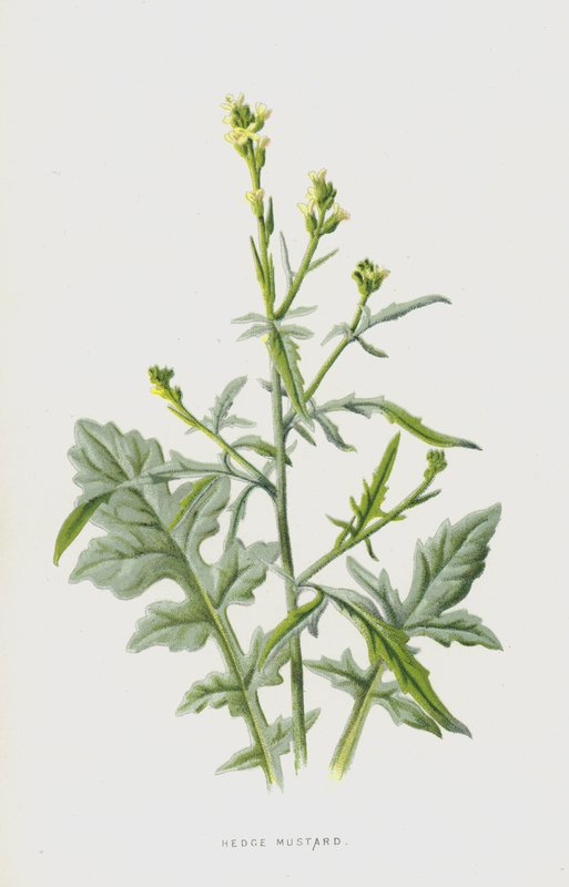 Hořčice živé (chromolitho) od Frederick Edward Hulme