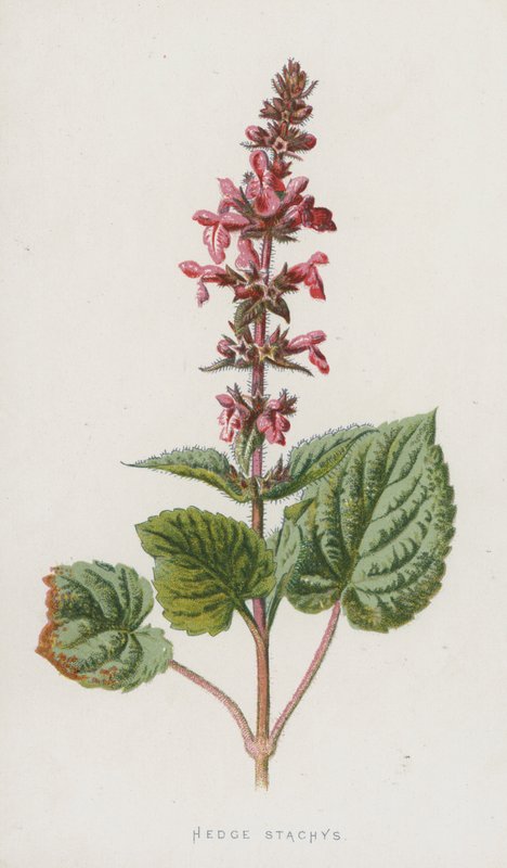 Hedge Stachys (chromolitho) od Frederick Edward Hulme
