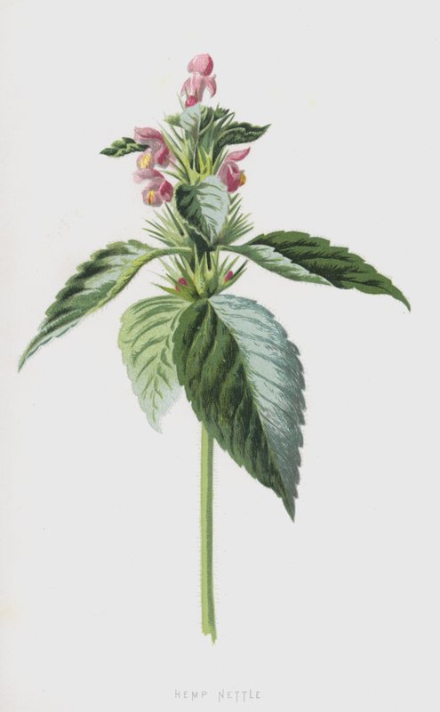 Kopřiva konopná (chromolitho) od Frederick Edward Hulme