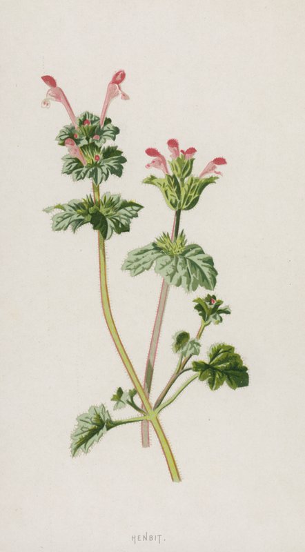 Henbit (chromolitho) od Frederick Edward Hulme