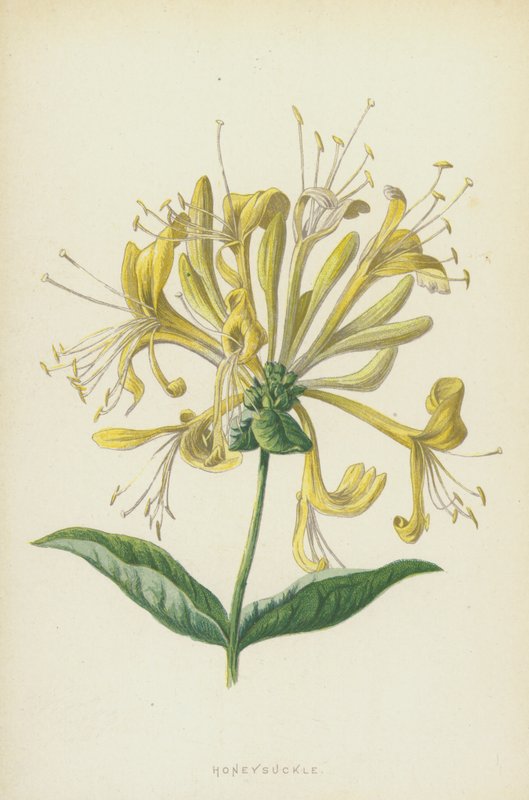 Zimolez (chromolitho) od Frederick Edward Hulme