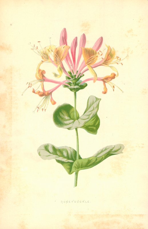 Zimolez od Frederick Edward Hulme
