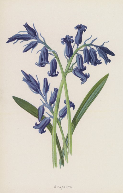 Hyacint (chromolitho) od Frederick Edward Hulme