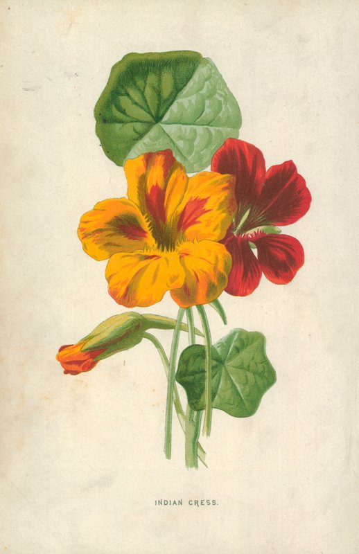 Řeřicha indická od Frederick Edward Hulme