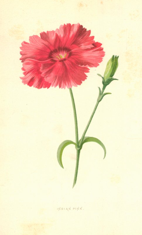 Indická růžová od Frederick Edward Hulme