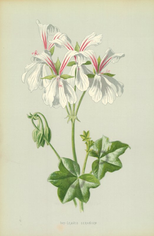 Geranium břečťanolistá od Frederick Edward Hulme