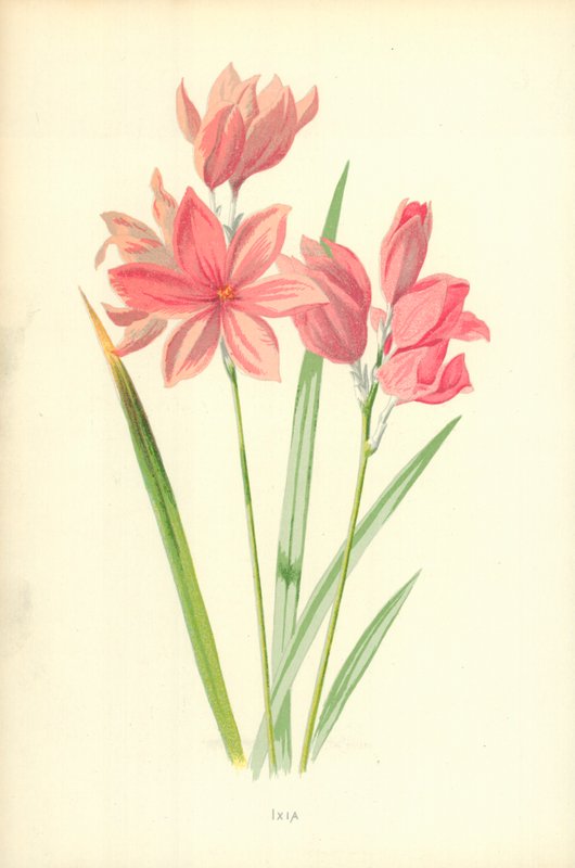Ixia od Frederick Edward Hulme