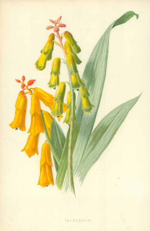 Lachenalia od Frederick Edward Hulme