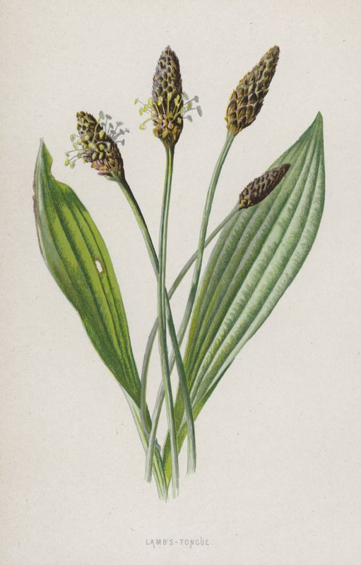 jehněčí jazyk (chromolitho) od Frederick Edward Hulme